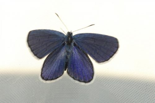 Réf. 183 408 : Plebejus argyrognomon